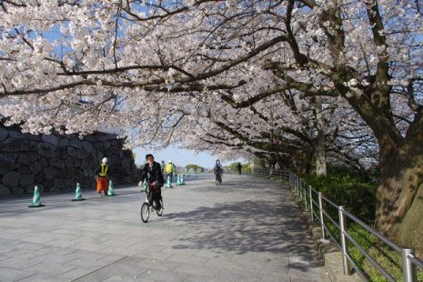 cherry blossom adventure