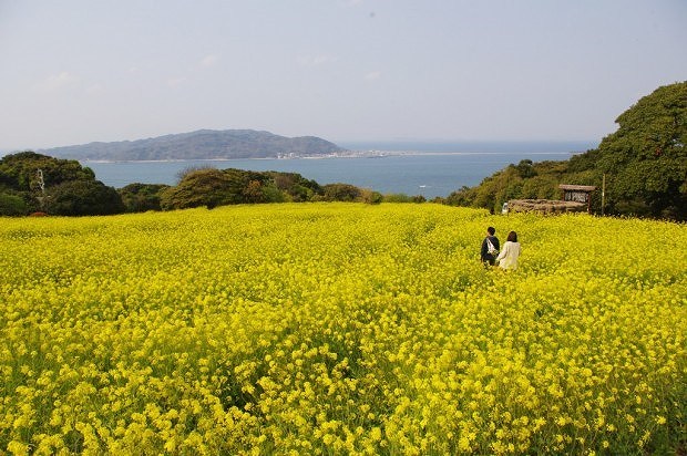 Nokonoshima island