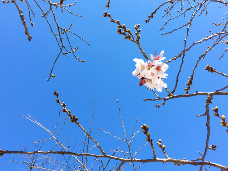 福岡市の冷泉公園に咲いている桜です。青空の中、桜の枝につぼみがたくさんあります。一輪だけ桜が咲いています。