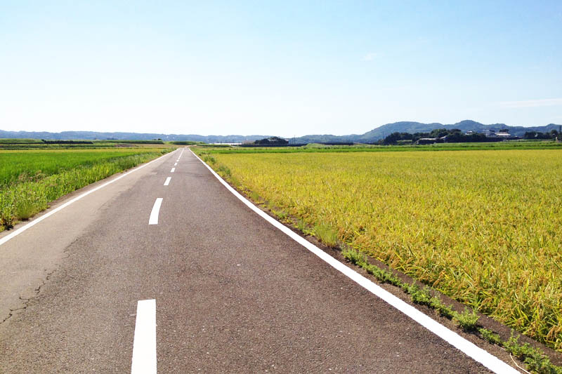 This is a straight road in Iki Island. Paddy fields are spread out on both sides.