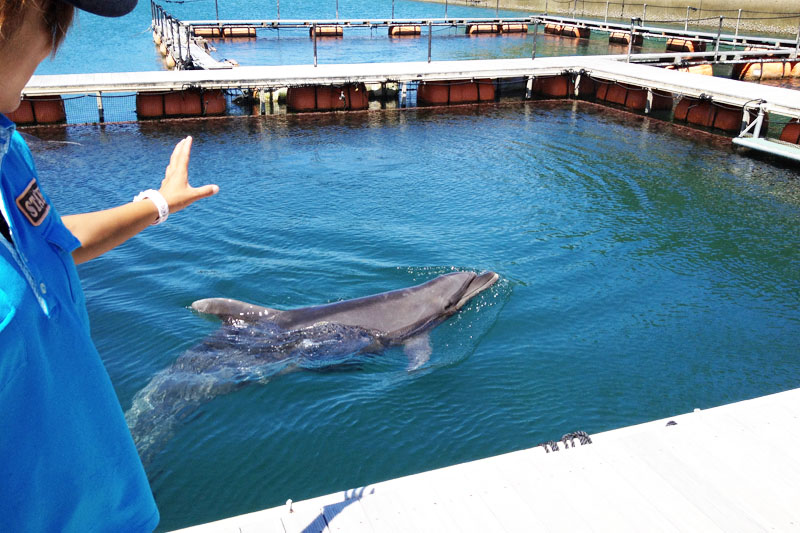 Salah satu lumba-lumba berenang di Iki Dolphin Park & Resort. Pelatih di sebelah kiri memberi isyarat kepada lumba-lumba dengan tangannya.