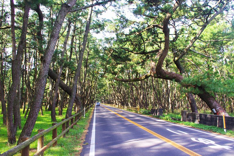 This is Niji-no-Matsubara, a famous pine forest in Karatsu. A straight path runs through the vast pine forest.