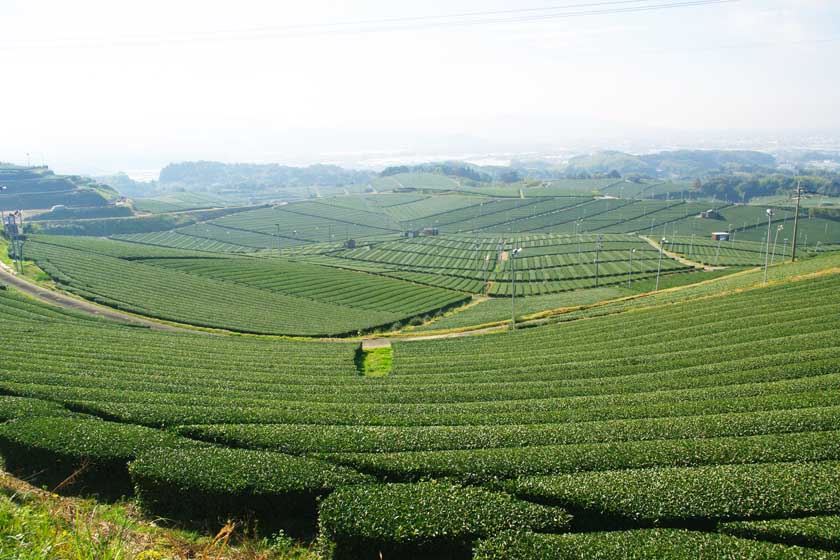 This is Yame Central Tea Garden. The scenery is spectacular, with green tea fields spreading out endlessly.
