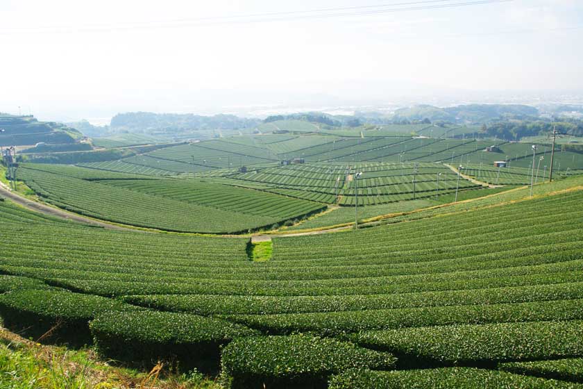 Ini adalah Kebun Teh Pusat Yame. Pemandangannya spektakuler, dengan ladang teh hijau yang terhampar tanpa henti.