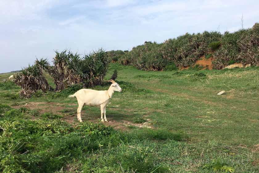 沖永良部島の田皆岬の近くに山羊がいました。