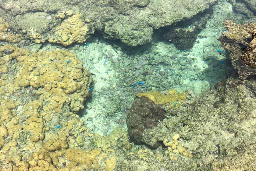 沖永良部島の出花泊の海岸にある潮だまりにカラフルな色をした魚が泳いでいます。