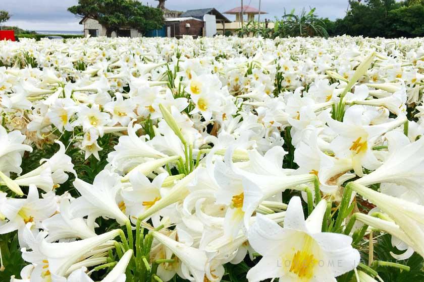 This is the Erabu Lily, the symbolic flower of Okinoerabu Island. It can be seen at Kasaishi Seaside Park from late April to mid-May.