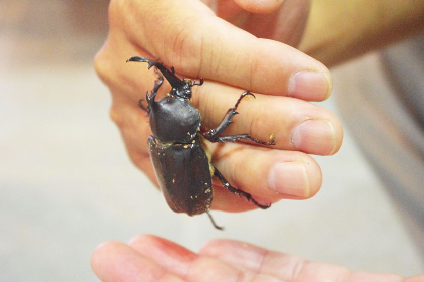 A beetle is perched on a person's hand in the Tabira Insects Natural Park in Hirado.