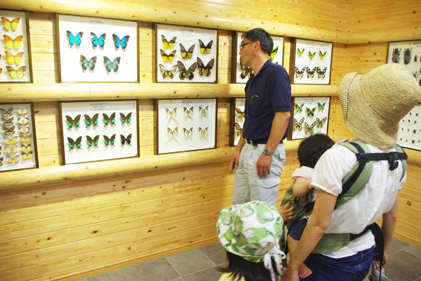 A staff member explains the butterfly specimens displayed on the wall in the Tabira Insects Natural Park in Hirado.