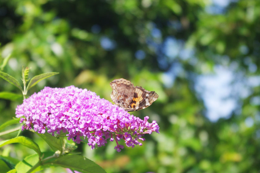 A butterfly perches on a purple flower and sucks the nectar in the Tabira Insects Natural Park in Hirado.