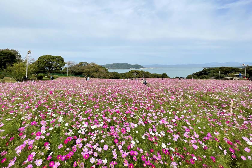 能古島アイランドパークの花壇にコスモスが一面に咲いています。